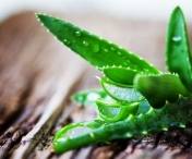 Aloe Vera - elixirul longevitatii