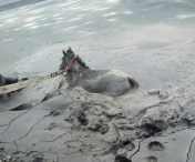 Pompierii din Hunedoara au salvat trei cai dintr-un lac de steril, in Valea Jiului