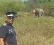 Elefant scapat de la un circ din Valcea, gasit de politisti si readus in tarc