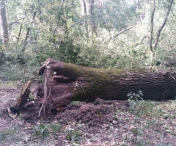 FILMUL TRAGEDIEI din Parcul din Buzias, in care trei persoane au murit strivite de un copac. Cine sunt cele trei victime. „Mai aveau 20 de metri pana la iesirea din parc“