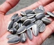 MIT sau ADEVAR: Cojile de seminte pot conduce la APENDICITA? 