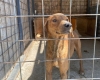 Primăria Timișoara va aloca fonduri pentru a le asigura adăpost și îngrijire corespunzătoare câinilor fără stăpân