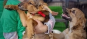 Primăria Municipiului Timișoara organizează, sâmbătă, 23 septembrie, un târg de adopții de câini