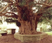 Copacul Diavolului. Ascunde un blestem de 500 de ani, nu poate fi taiat si emana unde magnetice