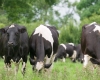 APIA a acordat sprijin financiar crescătorilor din sectorul bovin