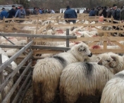 Saptamana viitoare va avea loc la Lugoj targul de oi "Ovitim – Miorita Expo 2013"