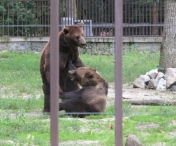 Zoo Timisoara isi modifica programul. Vezi cand pot fi vizitate animalele