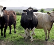 ANSVSA: Romania nu mai vinde bovine si ovine vii catre tarile UE, decat pentru sacrificare imediata