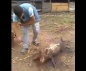 VIDEO SOCANT! Momentul ingrozitor in care un porc este parlit, desi inca traieste. Imaginea a scandalizat intreaga tara