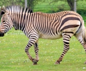 A murit puiul de zebra adus recent la Zoo Timisoara
