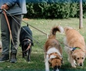 A început recensământul populației canine din Timișoara