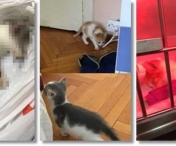 Un timișorean a fost trimis în judecată pentru că a omorat pisicile pe care le adoptase de pe Facebook