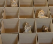 VIDEO FABULOS! Aceste pisicute descopera mai multe cutii. Ce fac in continuare e absolut ADORABIL!