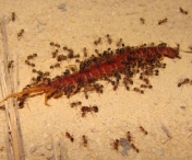 TRUC FABULOS! Cum sa scapi definitiv de furnicile din casa pe cale naturala