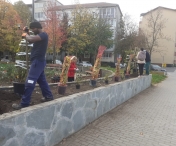 Primaria Timisoara incepe campania de plantare si se vor sadi peste 1.000 de arbori, 850 de arbusti si 336.000 de plante