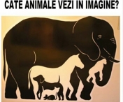 SUPER TEST: Cate animale sunt in imagine? Acum sa va vedem... :)