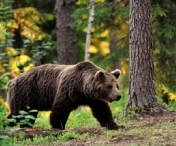 Un tanar de 26 de ani a fost atacat de urs in apropierea unei ferme din Brasov