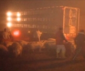 SOCANT! Un camion plin cu porci s-a rasturnat pe o sosea din judetul Timis - FOTO, VIDEO
