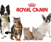 Mancare Royal Canin - pentru animele de companie sanatoase
