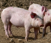 Pesta porcina face ravagii in Timis. Zeci de mii de porci au fost deja sacrificati