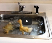 VIDEO VIRAL - Acesti bobocei de rata fac pentru prima data baie in chiuveta. Sunt ADORABILI