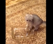 VIDEO FABULOS! O pisicuta a intrat in borcan insa felul in care a reusit sa iasa este uimitor