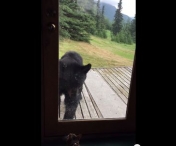 VIDEO VIRAL - Un urs incearca sa intre in aceasta casa, dar are parte de o surpriza neasteptata. Priviti imaginile