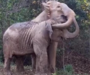 VIDEO EMOTIONANT - Reactia uluitoare a unei mame elefant cand isi reintalneste puiul, dupa trei ani. Imaginile te vor induiosa pana la lacrimi