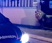 Un leu evadat de la circul Ronny Roller din Viale Mediterraneo s-a plimbat 7 ore liber pe străzi 