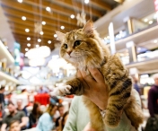 200 de pisici din rase deosebite vor participa în acest weekend, în Iulius Town, la ediția jubiliară a WCF International Cat Show