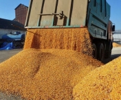 România a pierdut prima poziție la exporturile de grâu comun