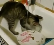 VIDEO FABULOS! Aceasta pisicuta spala vase. Clipul a devenit VIRAL pe internet