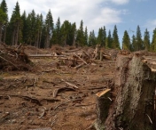 Taierea ilegala a arborilor, in scadere in Caras-Severin