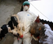 OMS face apel la vigilenta in Europa, dupa confirmarea gripei aviare la o ferma din Marea Britanie