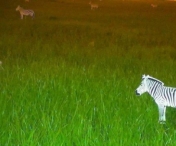 Zeci de zebre din carton au inceput sa pasca in Timisoara
