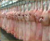 Romania vrea sa exporte carne de porc si bovine pentru reproductie in China. Guvernul a pregatit actele