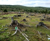 Tăierile ilegale de păduri vor fi monitorizate din satelit de către statul român