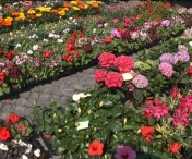 Timisoara va avea un festival al florilor