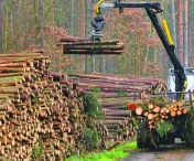 Descinderi la mafia lemnelor din Romania: functionari publici, saltati cu mascatii