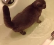 VIDEO TERIBIL! Nimeni nu se astepta la asta! Ce a facut aceasta pisicuta dupa ce a intrat in cada cu apa intre orice imaginatie!