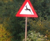 Indicatoare de avertizare pe drumul Timisoara - Moravita. Soferi, atentie la animalele salbatice