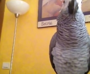 VIDEO FABULOS! Un papagal face ca toate animalele, vorbeste cu stapanul, canta si injura. E demential!