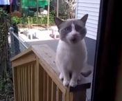 VIDEO FABULOS! Aceasta pisicuta vorbeste cu stapanul ei