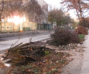 Garda de mediu a amendat Primaria Timisoara pentru taierile ilegale de copaci