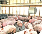 Daniel Ghita s-a dezlantuit: Pesta porcina e o afacere de miliarde, care baga in faliment fermierii romani!