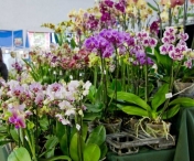 Cum stimulezi orhideea ca sa infloreasca din nou - Truc pentru plante cu flori superbe