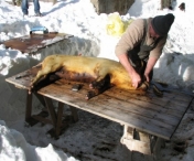 Sute de porci vor fi sacrificati la Lugoj