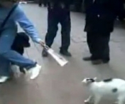 VIDEO / Cum poate o pisica sa invinga un Rottweiler
