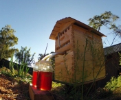 Acest stup nou permite ca mierea sa fie colectata fara ca albinele sa fie deranjate – VIDEO