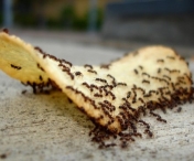 Cum scapi de furnicile din casa in mod natural, fara chimicale